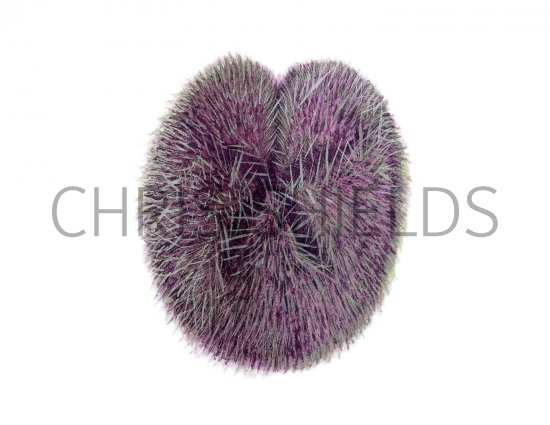 Illustration of Purple Heart Urchin (Spatangus purpureus) (#1866)