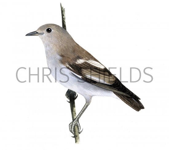 Illustration of Purple-backed Starling (female) Sturnia sturnina (#2223)