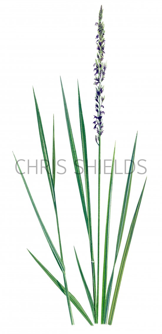 Illustration of Purple moor grass (Molinia caerulea) (#0943)