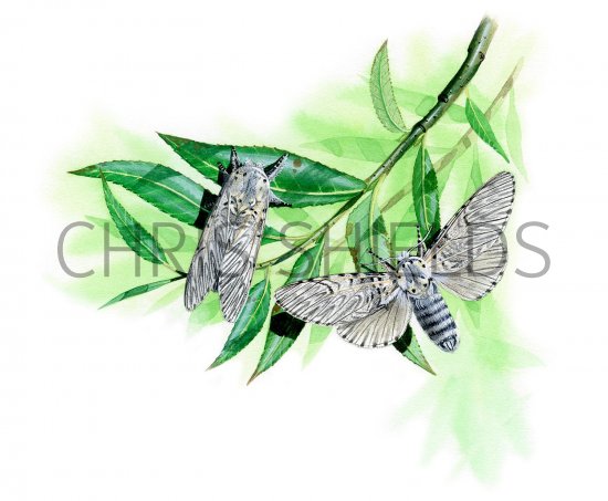 Illustration of Puss Moth (Cerura vinula) (#2471)