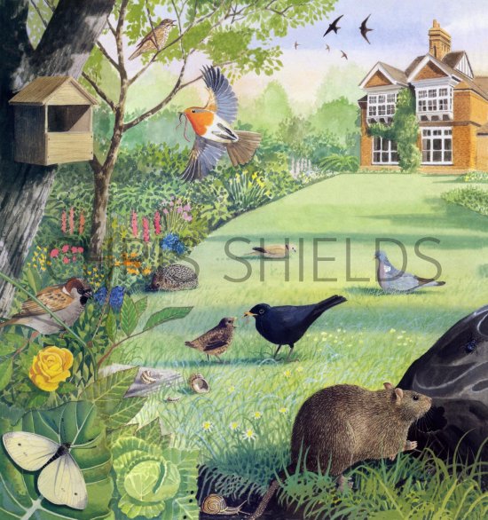 Illustration of Wildlife Garden (#2635)