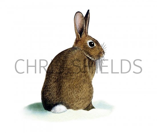 Illustration of Rabbit (Oryctolagus cuniculus) (#2255)