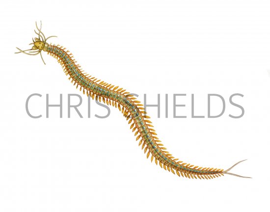 Illustration of Ragworm (Nereis diversicolor) (#4304)