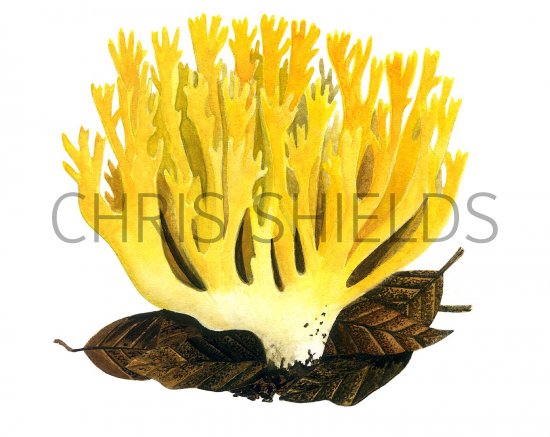 Illustration of Ramaria aurea (#1954)