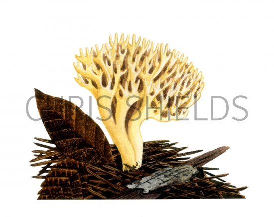 Illustration of Ramaria curta (#1950)