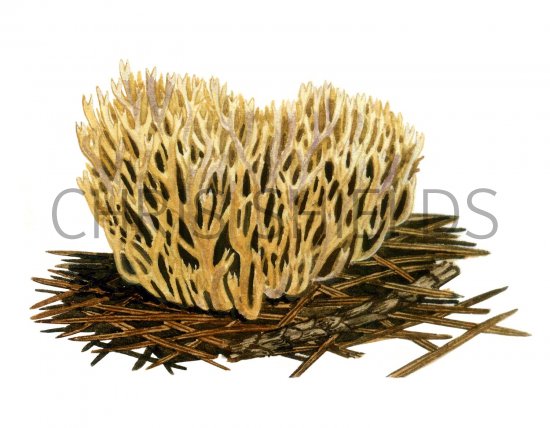 Illustration of Ramaria flaccida (#1952)