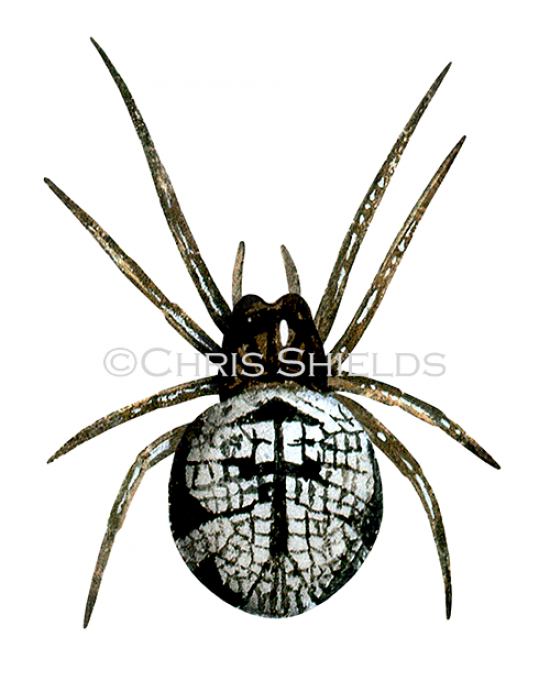 Illustration of Ray Spider (Theridiosoma gemmosum). (#1570)
