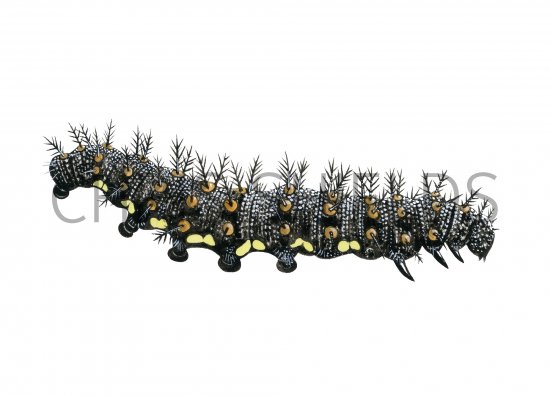 Illustration of Red Admiral Caterpillar (Vanessa atalanta) (#4164)