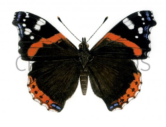 Illustration of Red Admiral (Vanessa atalanta) (#0324)