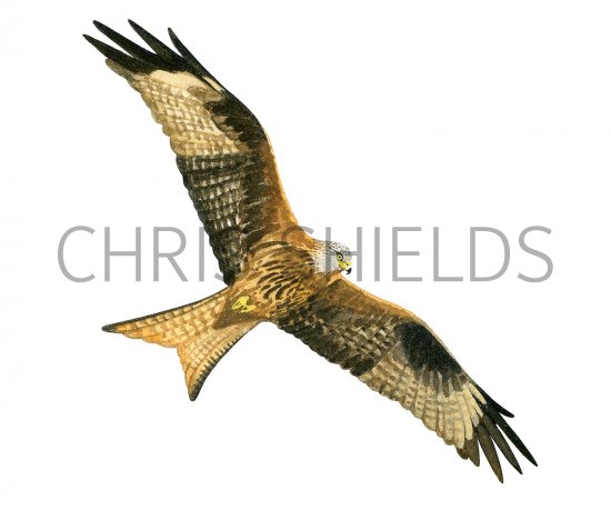 Illustration of Red Kite (Milvus milvus) (#3275)