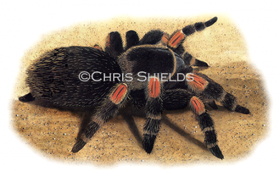 Illustration of Red-Kneed Tarantula (Brachypelma smithii) (#0972)