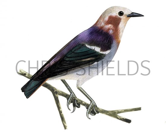 Illustration of Red-cheeked Starling (male) Sturnia philippensis (#2234)
