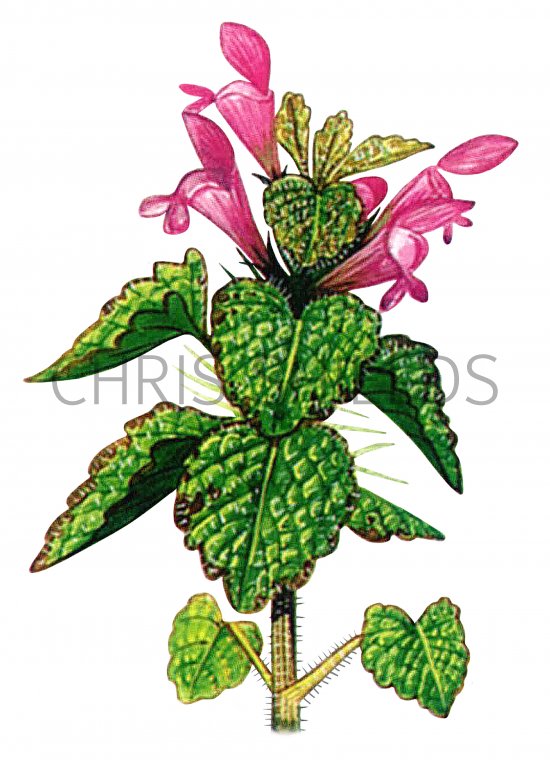 Illustration of Red dead-nettle (Lamium purpureum) (#0473)