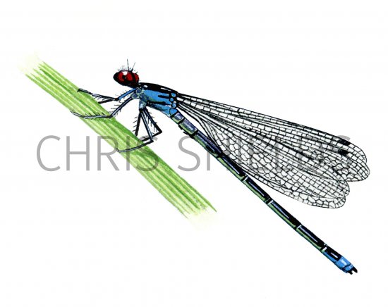 Illustration of Damselfly (Red-eyed) Erythromma najas (#1268)