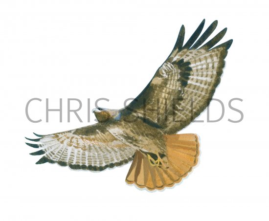 Illustration of Red-tailed Hawk (Buteo jamaicensis) (#3903)
