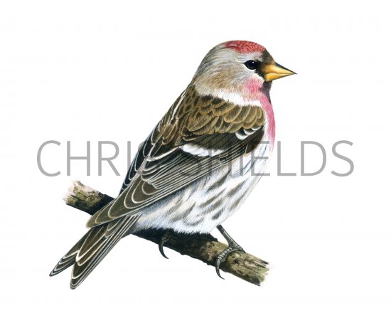 Illustration of Redpoll (Carduelis flammea) (#1659)