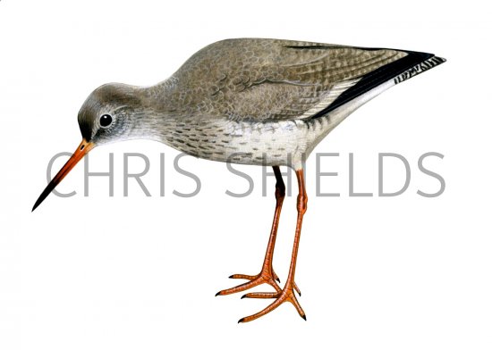 Illustration of Redshank (Tringa totanus) (#1821)