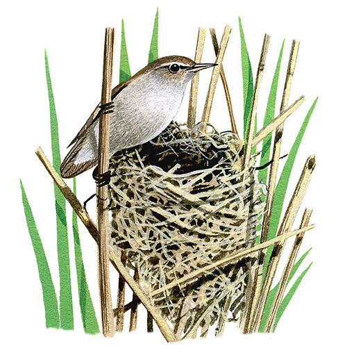 Illustration of Reed Warbler (Acrocephalus scirpaceus) (#1361)