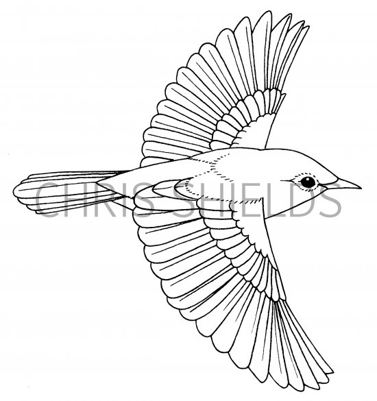 Illustration of Reed Warbler (Acrocephalus scirpaceus (BD0574 (#1206)