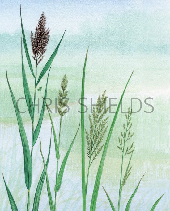 Illustration of Reeds & Grasses - Common Reed (Phragmites australis) Reed Canary Grass (Phalaris arundinacea) Reed Sweet-grass (Glyceria maximum)  Floating Sweet Grass (G. fluitans) (#4357)