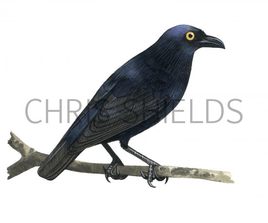Illustration of Rennell Starling (Aplonis insularis) adult (#2237)