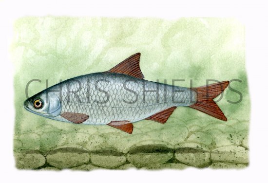 Illustration of Roach (Rutilus rutilus) (#0179)