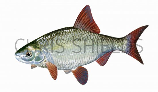 Illustration of Roach (Rutilus rutilus) (#0178)