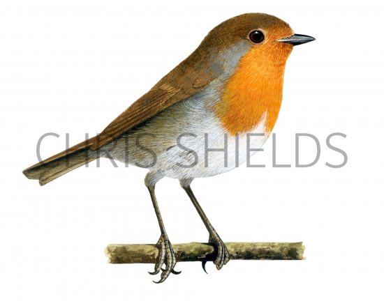 Illustration of Robin (Erithacus rubecula) (#1228)
