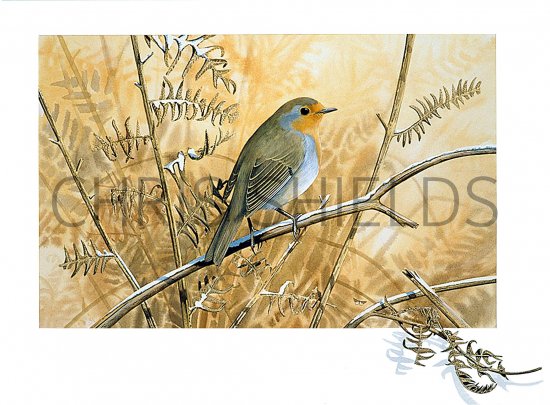 Illustration of Robin (Erithacus rubecula) (#0593)