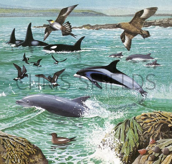 Illustration of Rock Shore - Dolphins (#2757)