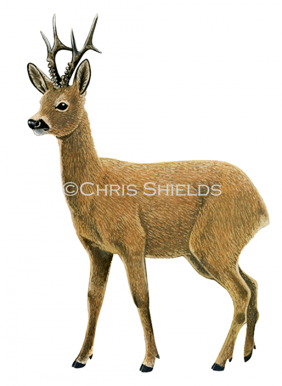 Illustration of Roe Deer (Capreolus capreolus) (#4694)