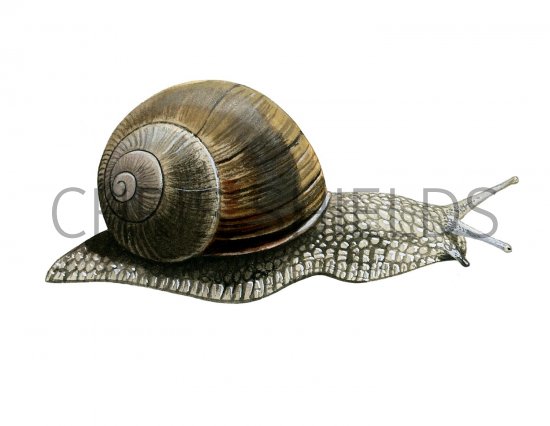 Illustration of Roman Snail (Helix pomatia) (#1542)