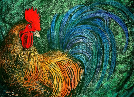Illustration of Rooster (Gallus gallus domesticus) (#1402)