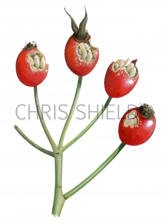 Illustration of Rose Hips bird feeding signs (#4157)