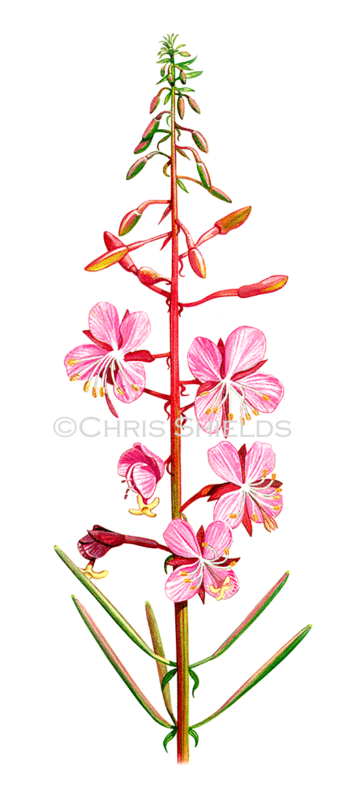 Illustration of Rosebay Willow Herb (Epilobium hirsutum) (#4536)