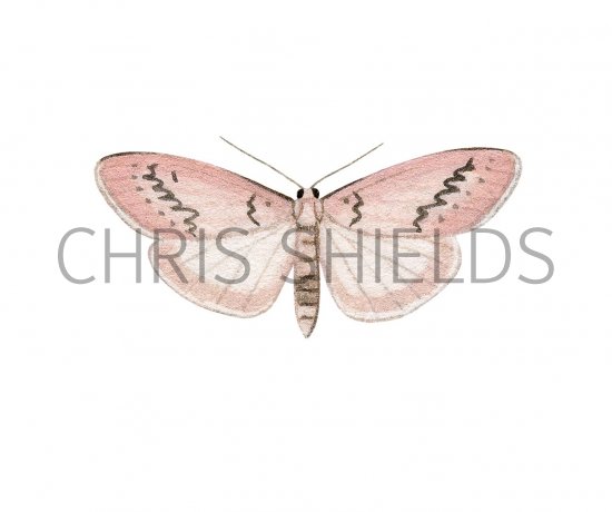 Illustration of Rosy Footman (Miltochrista miniata) (#2885)