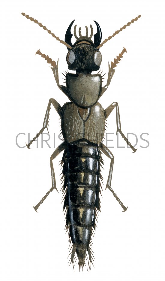 Illustration of Rove Beetle (Ontholestes murinus) (#2950)