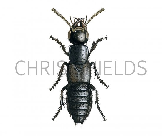 Illustration of Rove Beetle (Philonthus politus) (#2098)