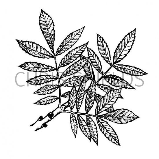 Illustration of Rowan (Sorbus aucuparia) (#2402)