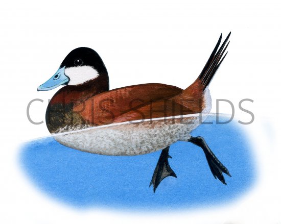 Illustration of Ruddy Duck (Oxyura jamaicensis) (#3772)