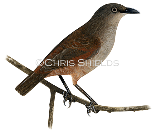 Illustration of Rufus-winged Starling (Aplonis zelandica zelandica), Melanesian starlings (#4559)