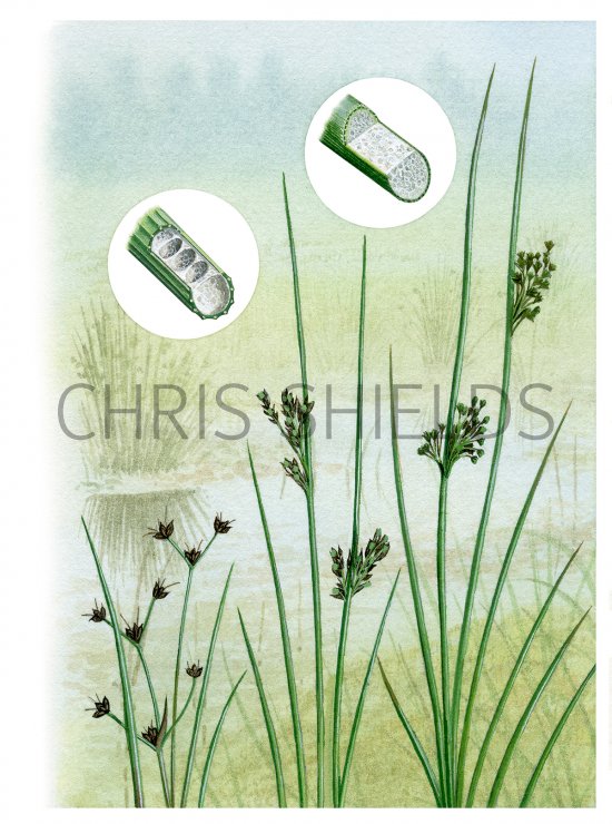 Illustration of Rushes (Juncus) L to R - Bulbous Rush, Hard Rush & Soft Rush (#0841)