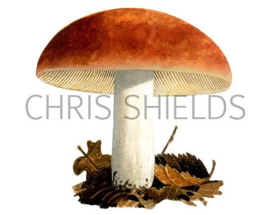 Illustration of Russula aurora (#2651)