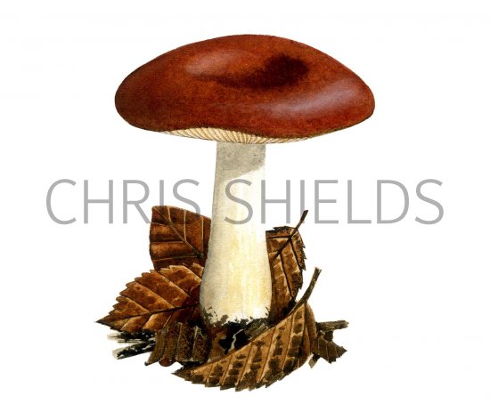 Illustration of Russula melitodes (#2652)