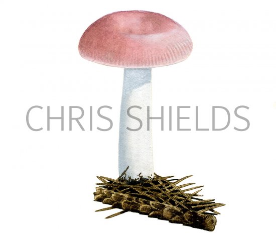Illustration of Russula nauseosa (#1844)