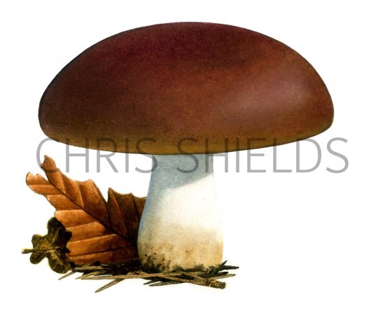 Illustration of Russula viscida (#1882)