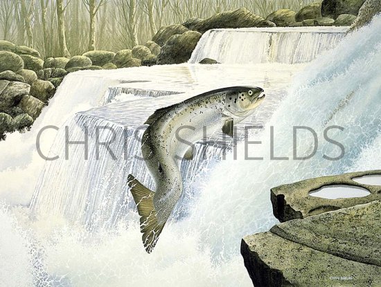 Illustration of Salmon (Salmo salar) (#0183)