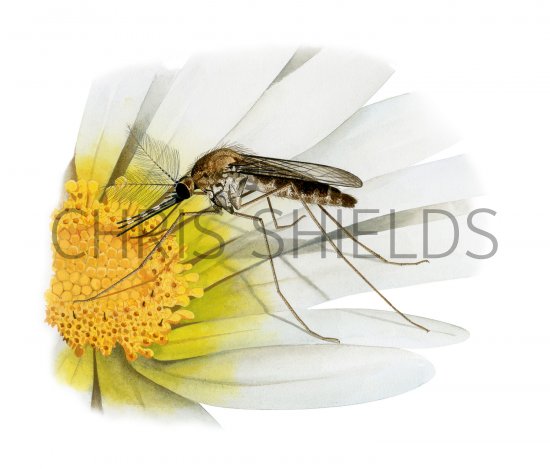 Illustration of Saltmarsh Mosquito male (Aedes detritus) (#4301)
