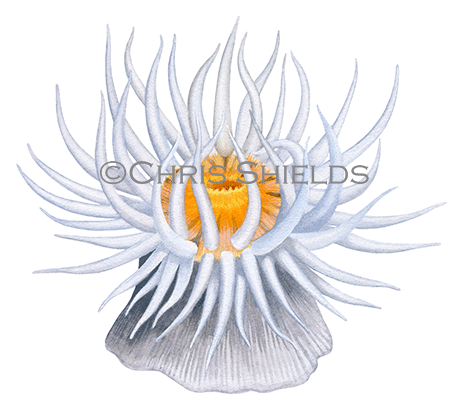Illustration of Sandalled Anemone (Actinothoe sphyrodeta) (#4613)
