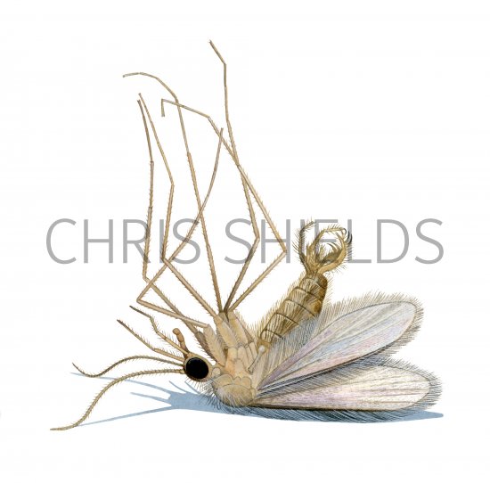 Illustration of Sandfly (Phlebotomus perniciosus) dead unfed male (#4216)